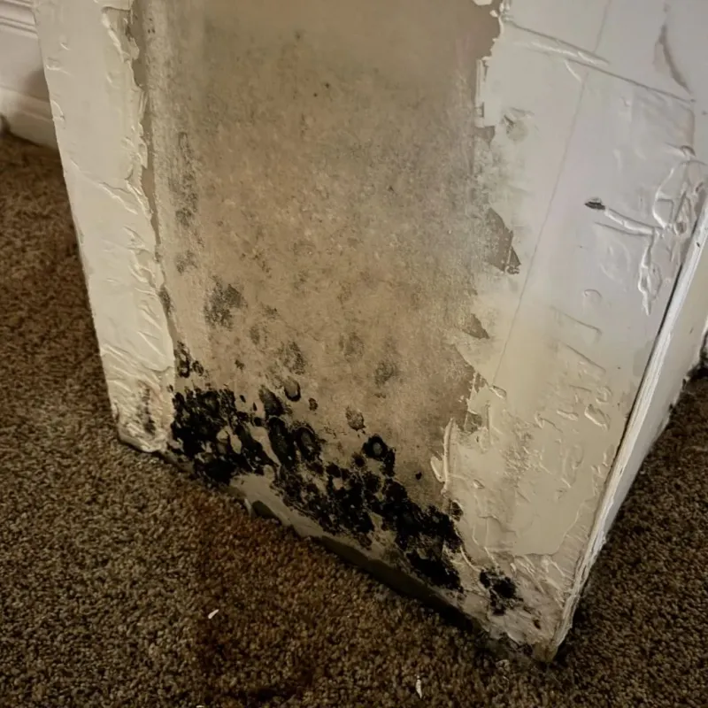 Professional Mold Removal in Wormleysburg, PA